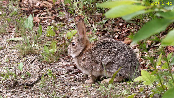 Imagem de Lepus coreanus Thomas 1892