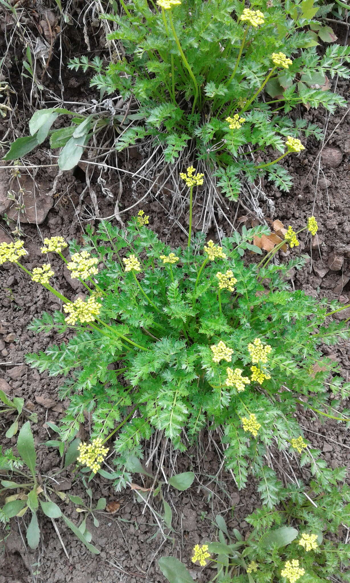 Слика од Cymopterus hallii (A. Gray) B. L. Turner