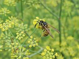 Plancia ëd Vespula germanica (Fabricius 1793)