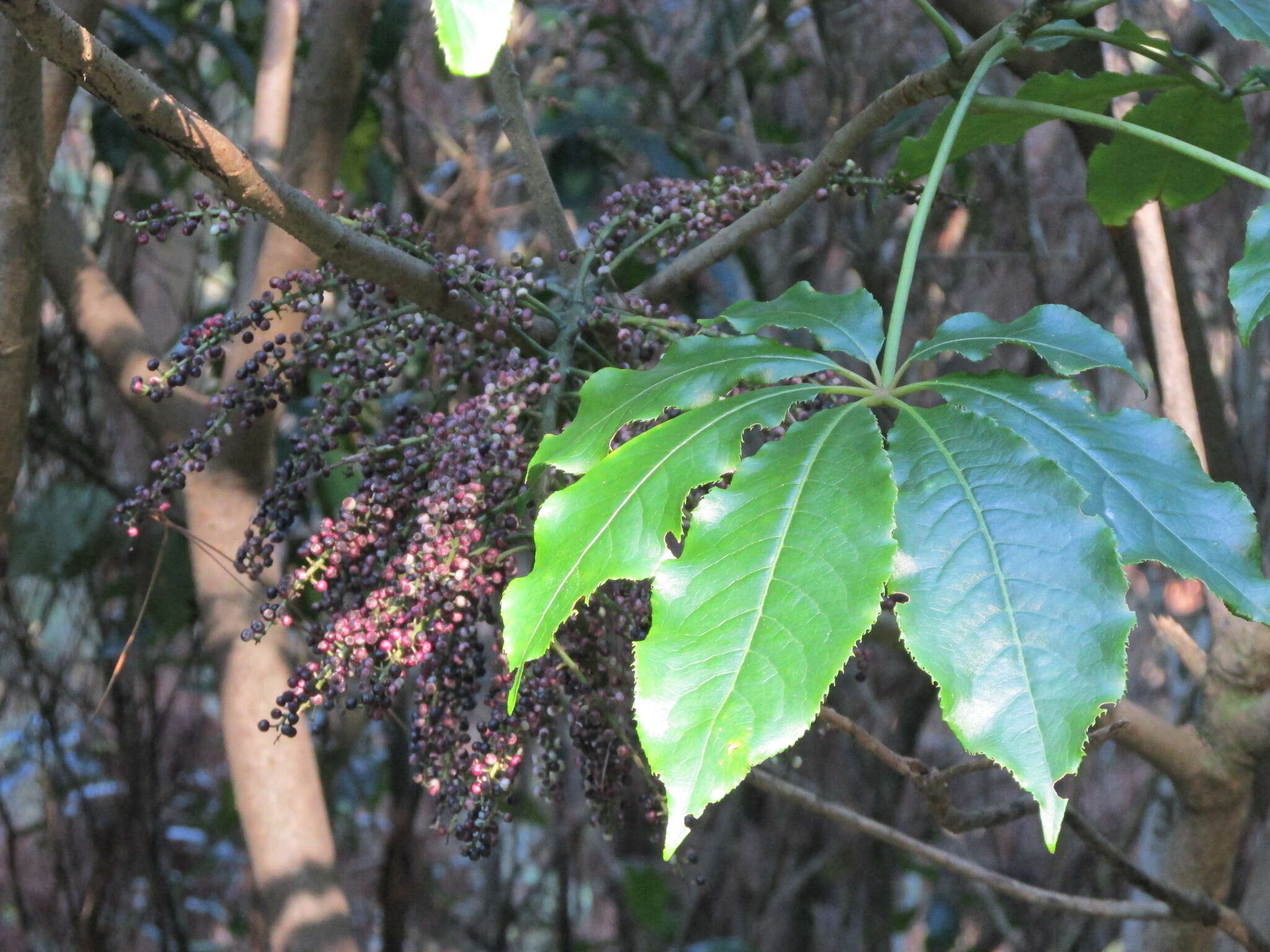 Imagem de Schefflera digitata J. R. Forst. & G. Forst.