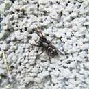 Image of Bicolored Ant-mimic Ground Spider