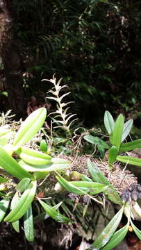 Image de Bulbophyllum amoenum Bosser