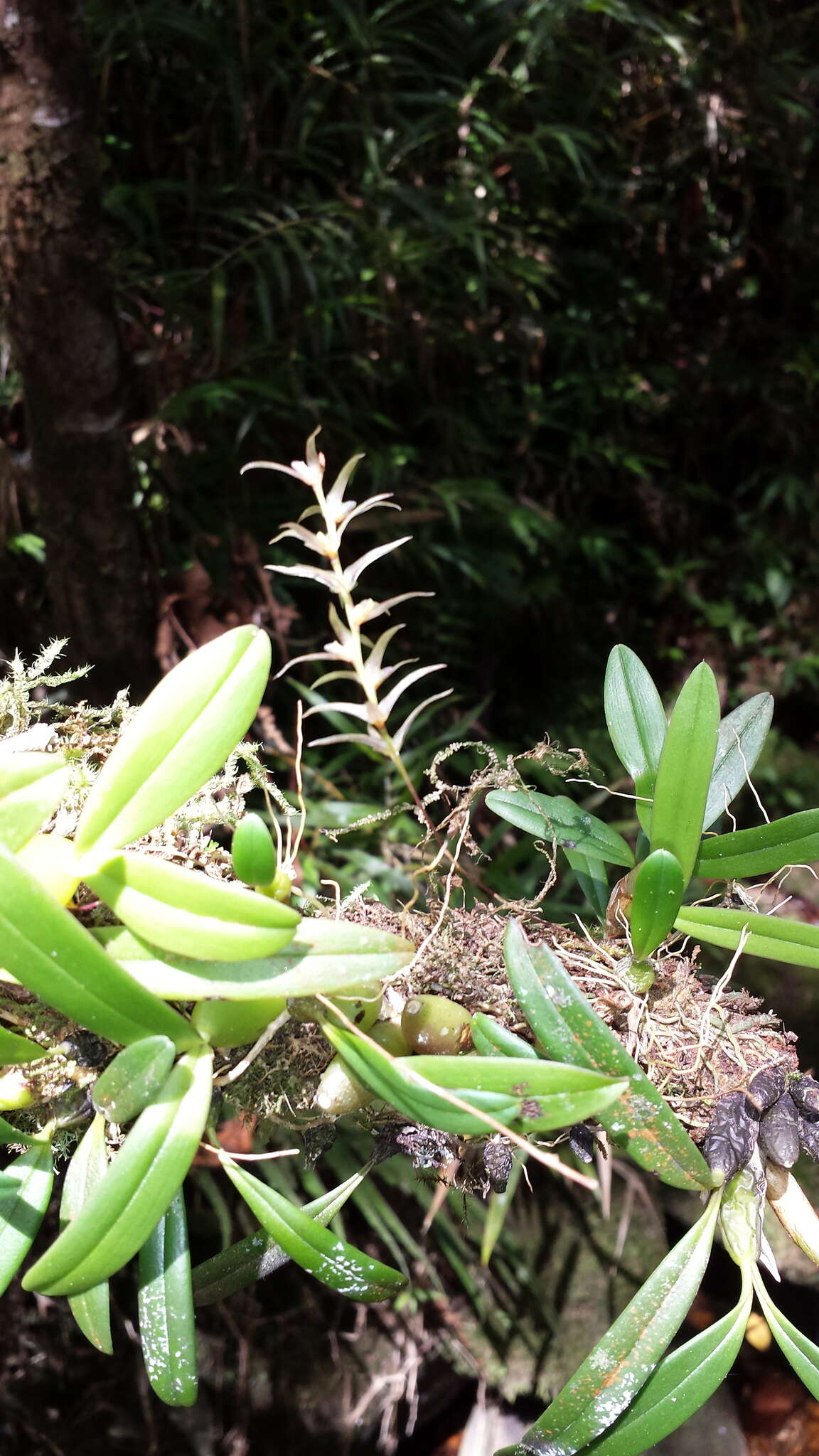Image of Bulbophyllum amoenum Bosser