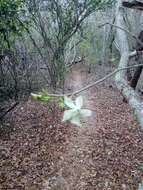 Plancia ëd Tabernaemontana amygdalifolia Jacq.