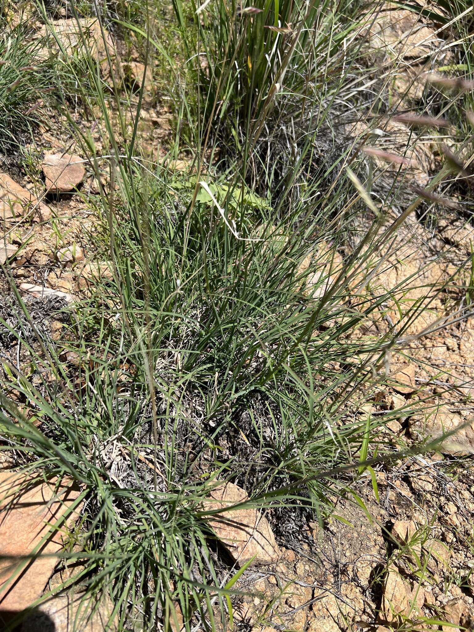 Слика од Bouteloua radicosa (E. Fourn.) Griffiths