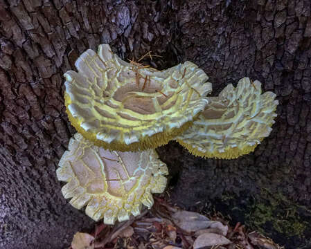 Image of Pleurotus dryinus (Pers.) P. Kumm. 1871