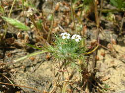 Image of Tehama pincushionplant