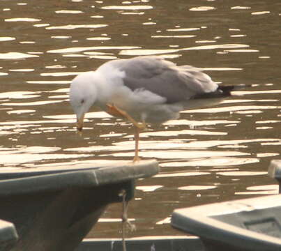 Слика од Larus michahellis michahellis Naumann & JF 1840