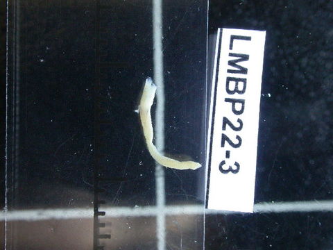 539.sfpom lmbp22 003 1238782532 jpg.580x360