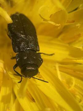 Imagem de Anthaxia quadripunctata (Linnaeus 1758)