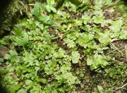 صورة Hymenophyllum peltatum (Poir.) Desv.