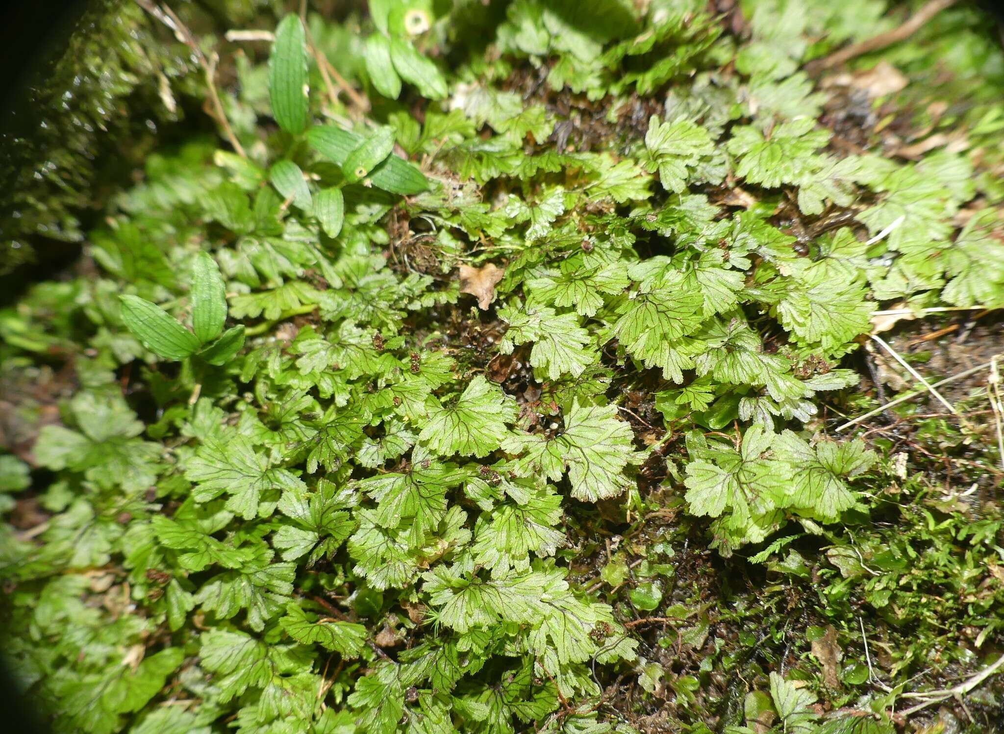 Image of Hymenophyllum peltatum (Poir.) Desv.