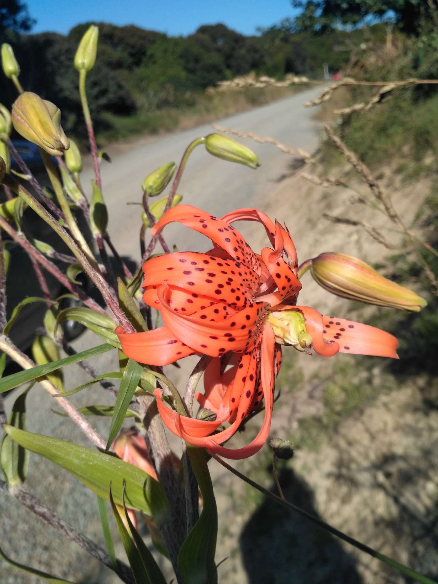 Image of Tiger lily