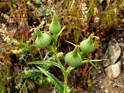 Image de Silene conoidea L.