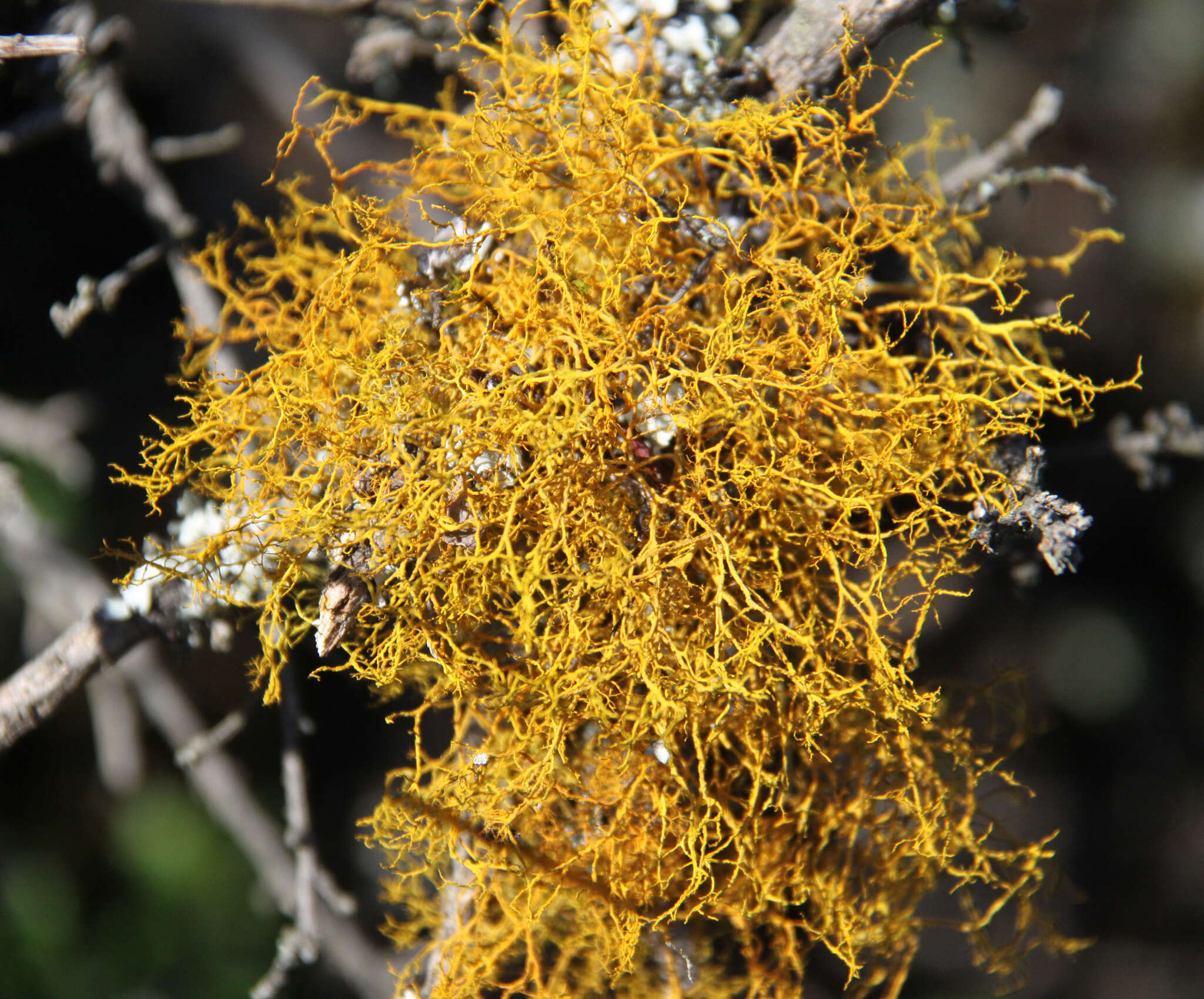 Imagem de Teloschistes flavicans (Sw.) Norman