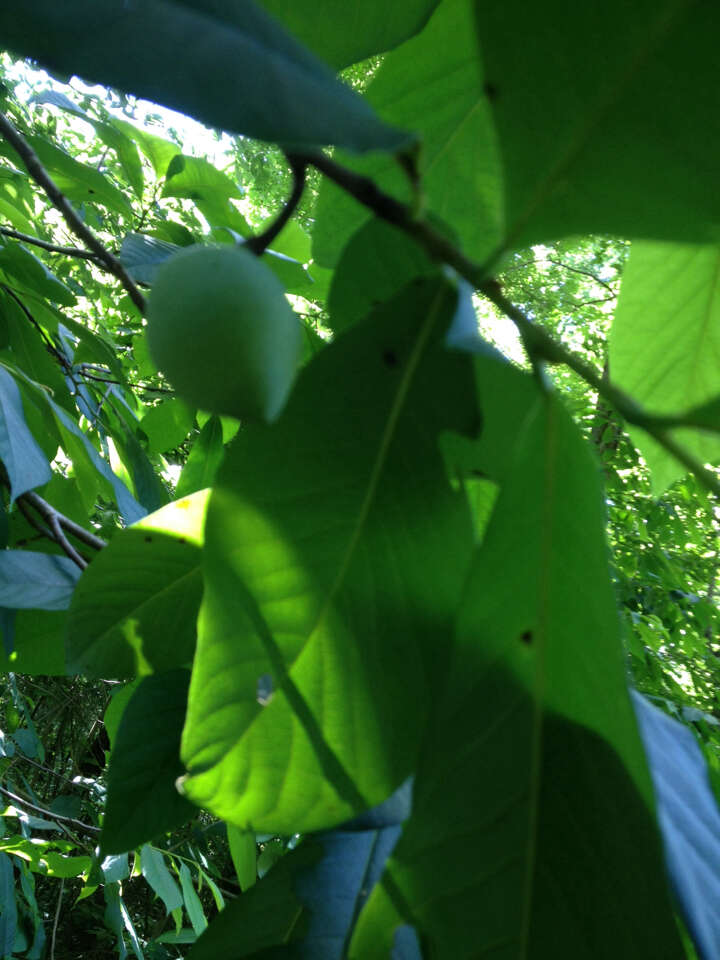 Plancia ëd Asimina triloba (L.) Dunal