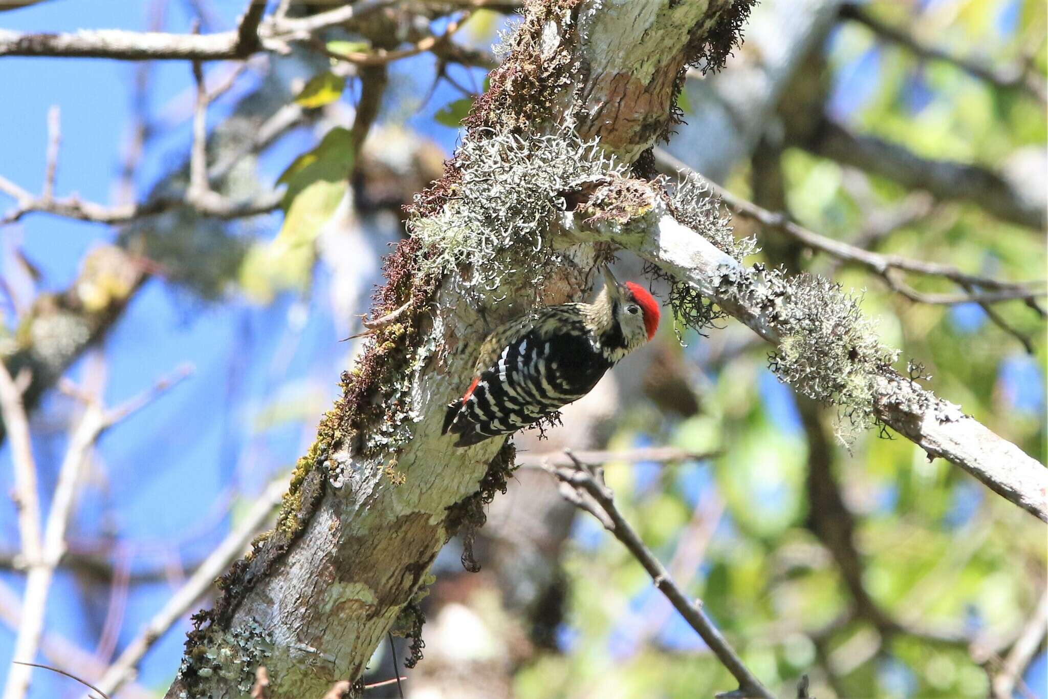 Image of Stripe-breasted Woodpecker