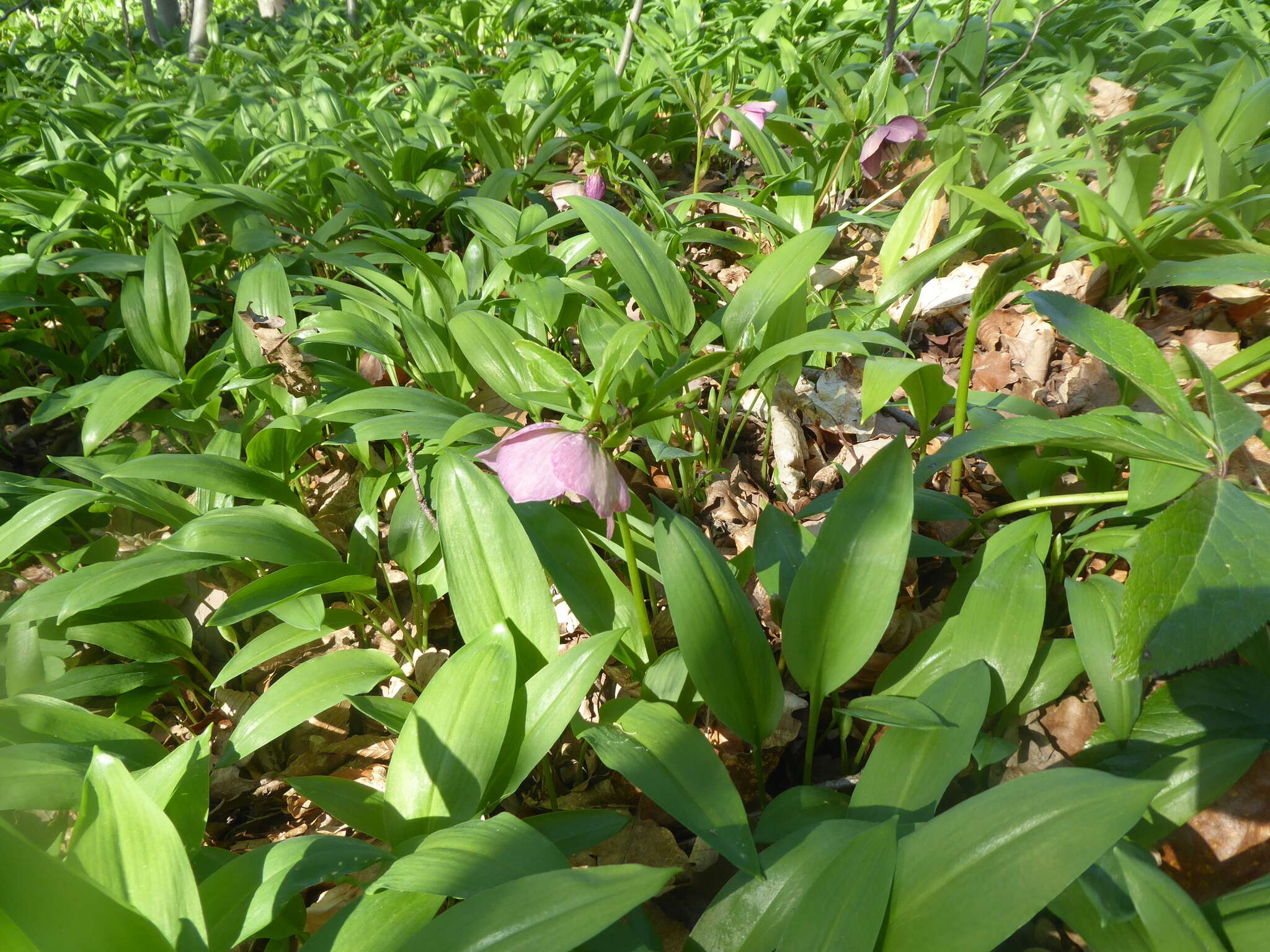 Image of Helleborus × hybridus H. Vilm.