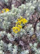 صورة <i>Hubertia <i>tomentosa</i></i> var. tomentosa