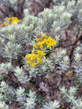 صورة Hubertia tomentosa Bory