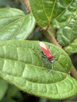 Image of <i>Stenomacra tungurahuana</i>