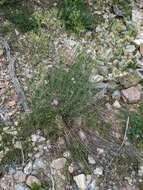 Image of Centranthus angustifolius (Miller) DC.