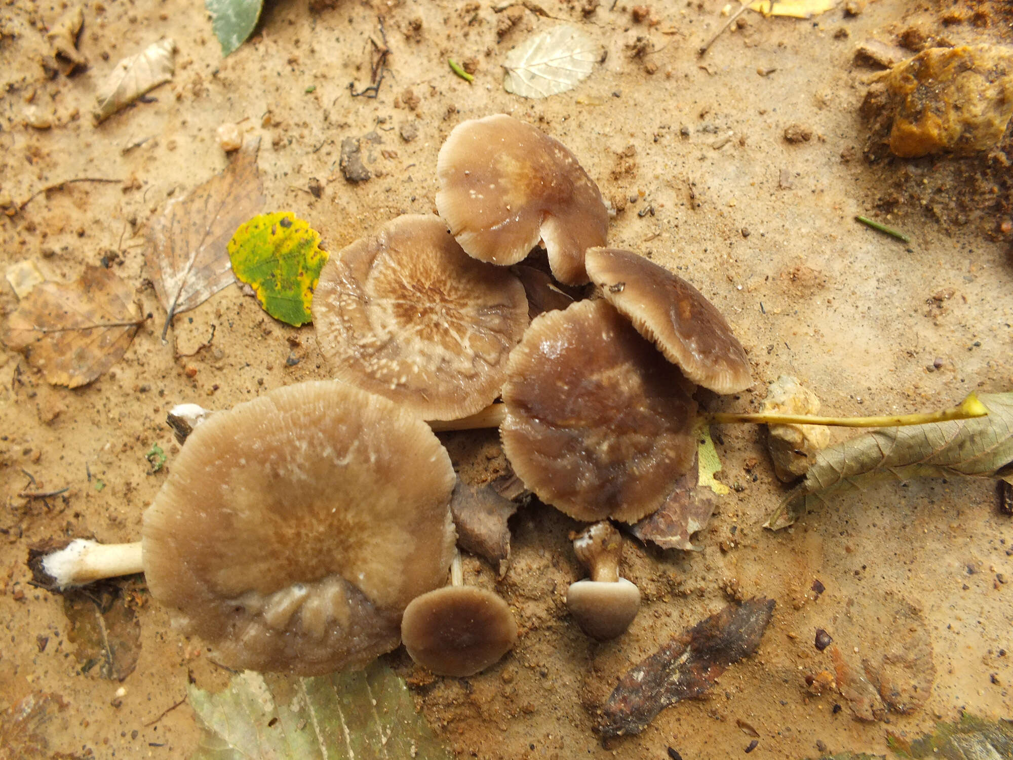 Слика од Pluteus granularis Peck 1885