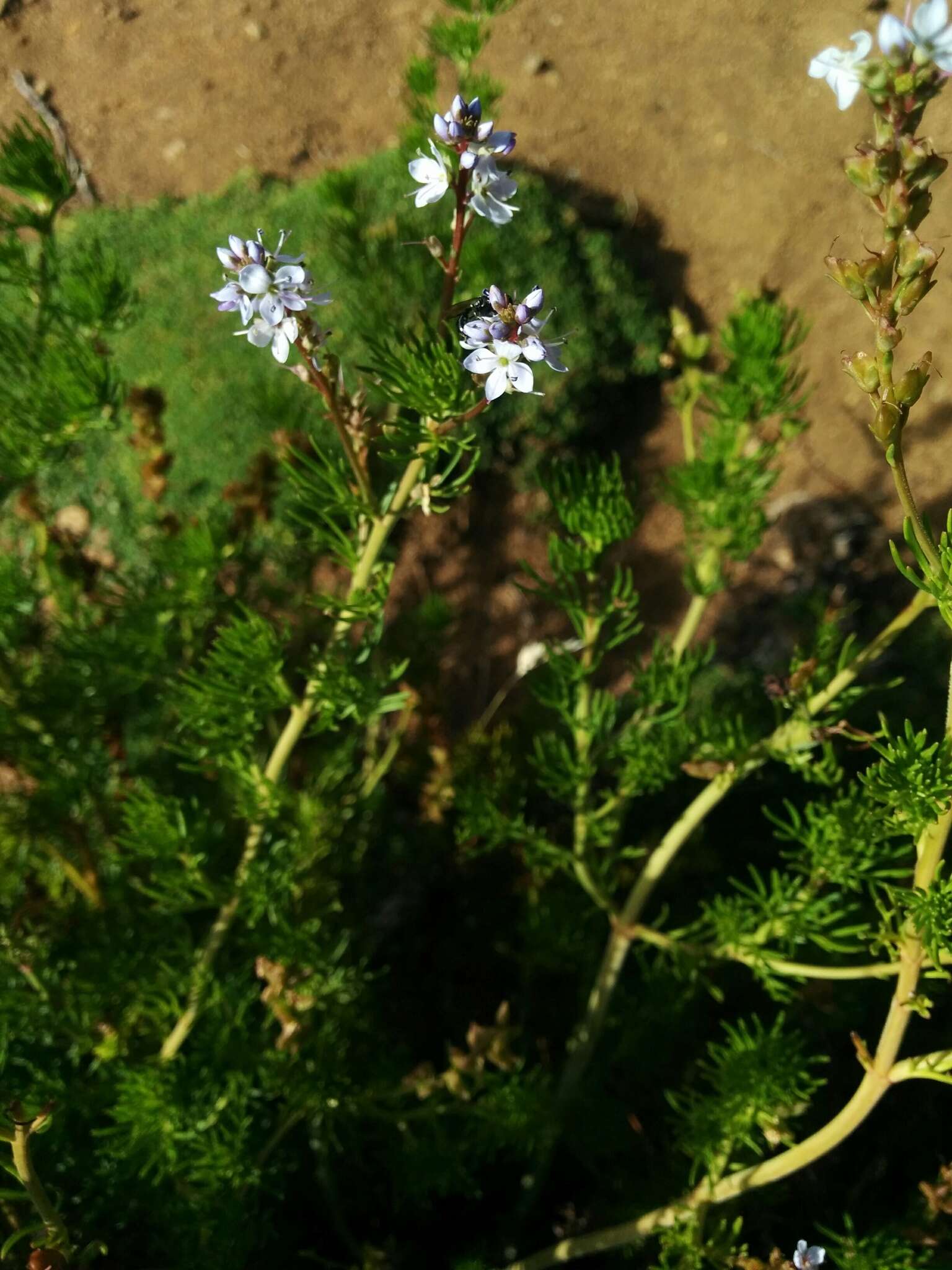 Image of Veronica nivea Lindl.