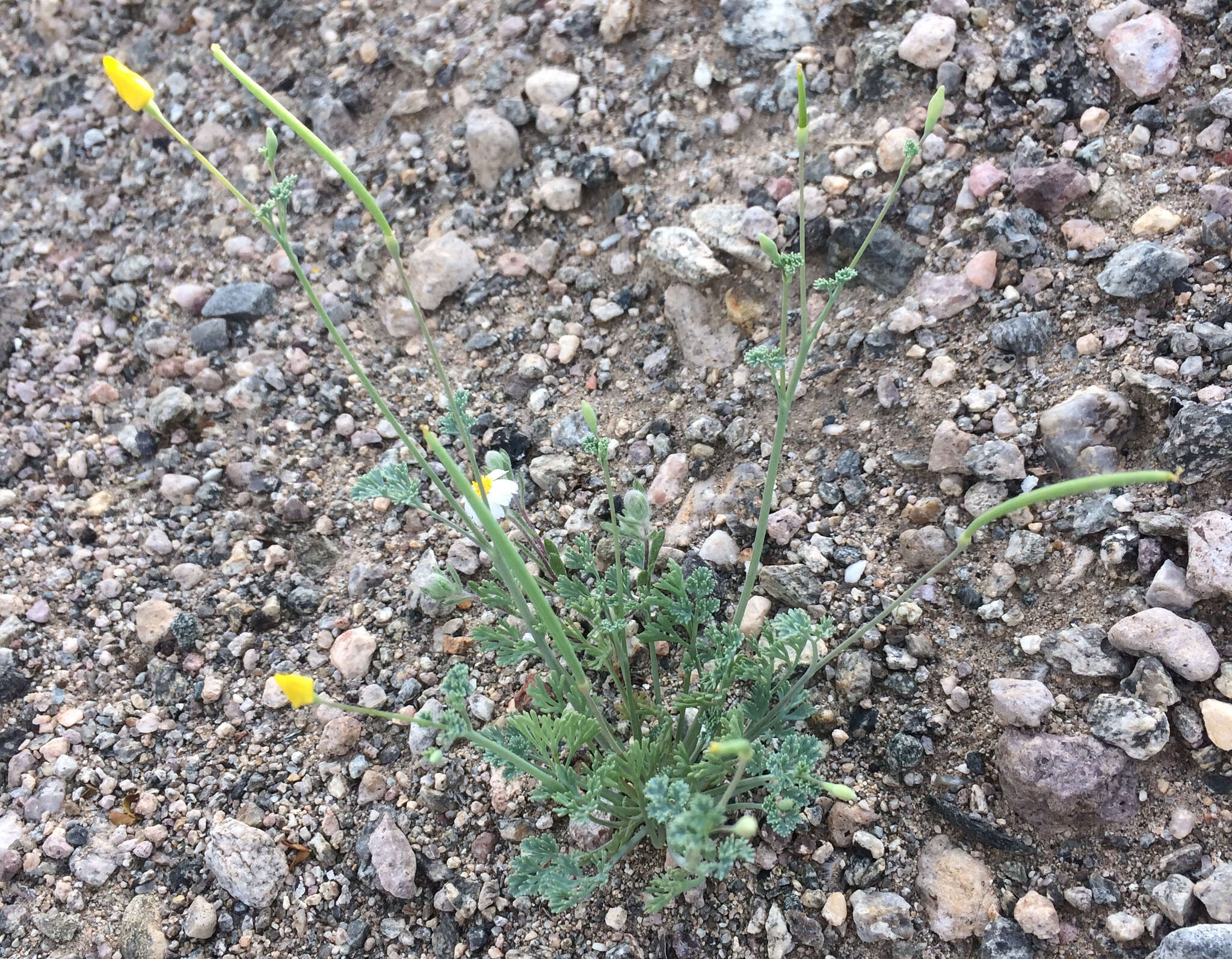 Image of Coville's poppy