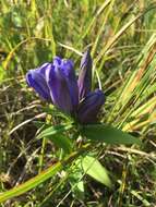 Image of gentian