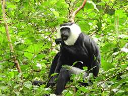 Image of Geoffroy's Black-and-White Colobus