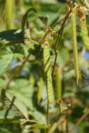 Image of Kennedia rubicunda Vent.