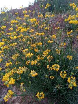 Image of Coronilla juncea L.