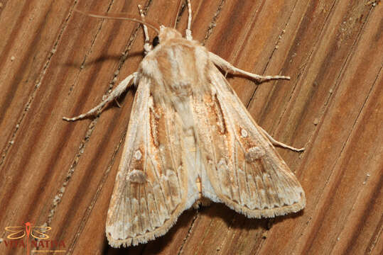 صورة Agrotis graslini Rambur 1848