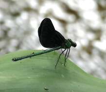 Image of Western Bluewing