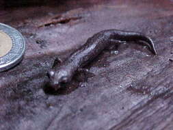 Image of Bolitoglossa hartwegi Wake & Brame 1969