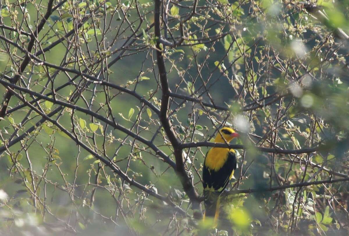 Image of Indian Golden Oriole