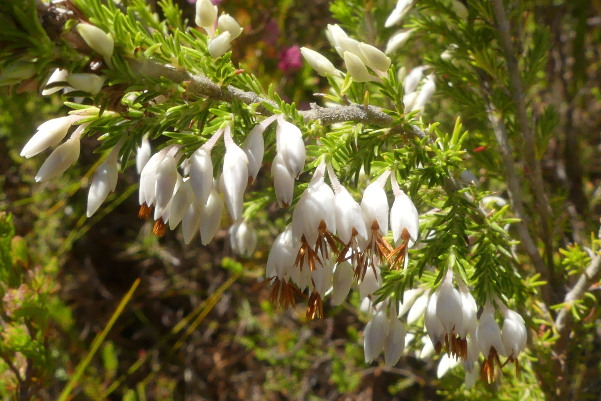 Imagem de Erica penicilliformis Salisb.