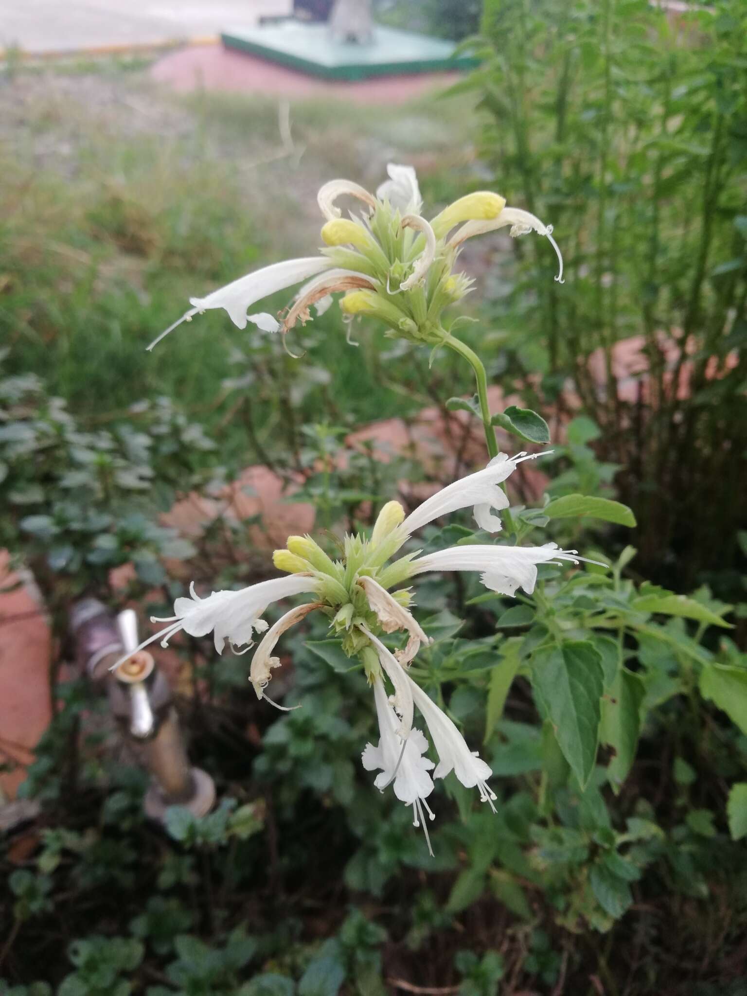 Image of Agastache mexicana subsp. xolocotziana Bye, Linares & T. Ram.