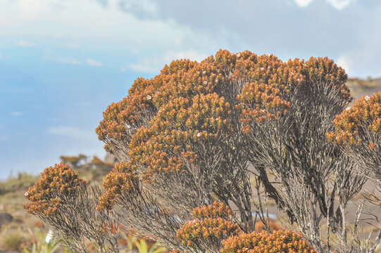 Image of Bonnetia roraimae Oliv.