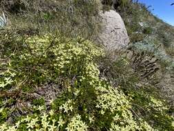 Image of Stackhousia pulvinaris F. Müll.