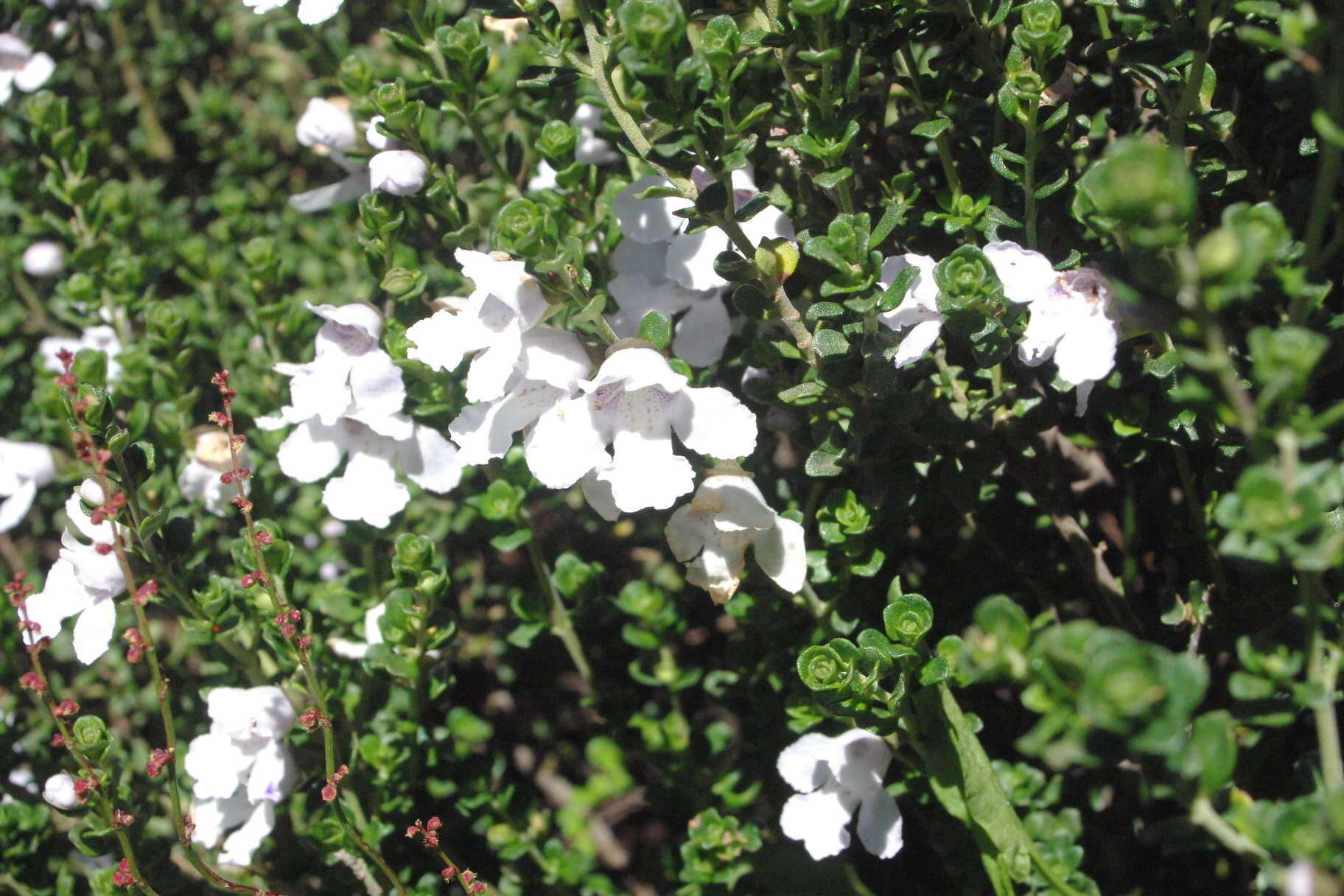 Imagem de Prostanthera cuneata Benth.