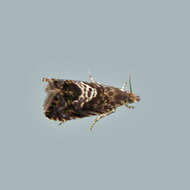 Image of Dichrorampha incanana Clemens 1860