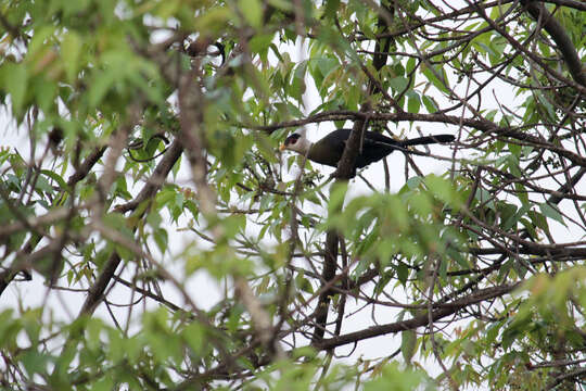 Image of White-crested Turaco