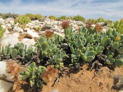 Image of Osteospermum nordenstamii J. C. Manning & Goldblatt