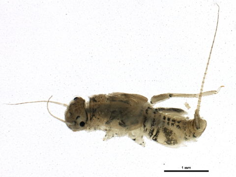 Image of Tricorythodes