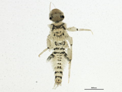 Image of Tricorythodes