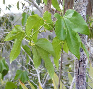 Image de Cionosicys pomiformis Griseb.