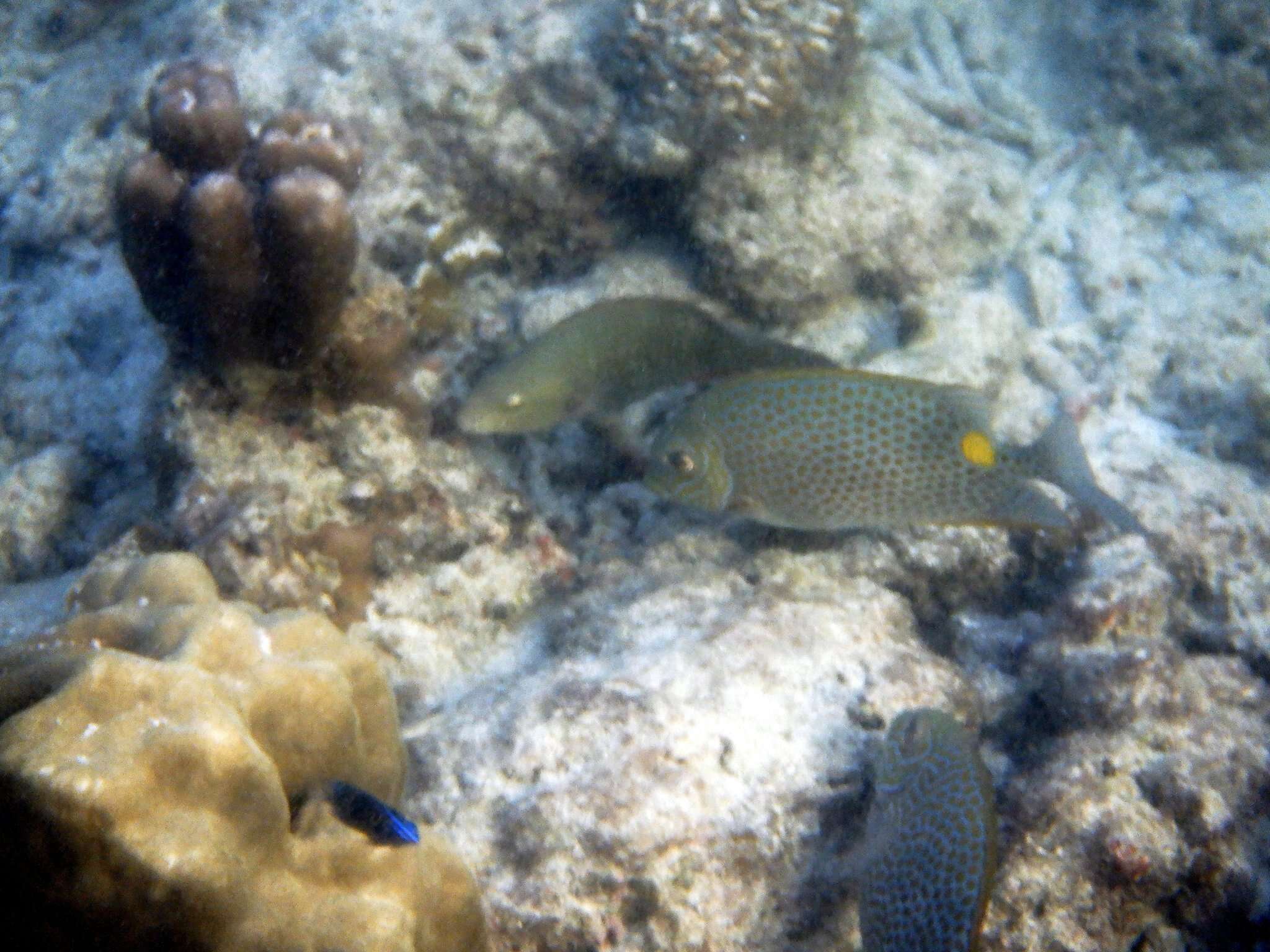 Image of Golden rabbitfish