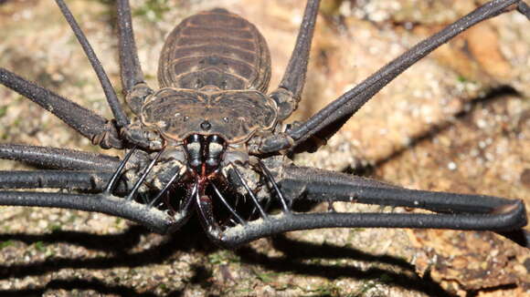 Imagem de Heterophrynus batesii (Butler 1873)